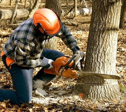 Tree Removal in Manvel, TX